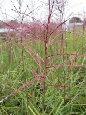 MISCANTHUS sinensis 'Ferner Osten'