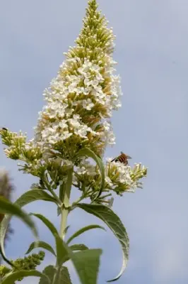 BUDDLEJA davidii 'White Profusion'