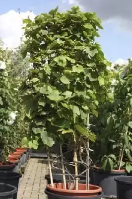 VITIS coignetiae