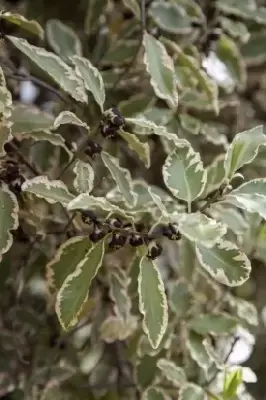 PITTOSPORUM tenuifolium 'Elizabeth'