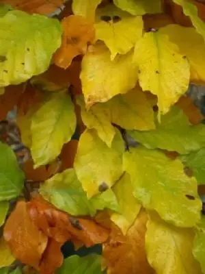 FAGUS sylvatica