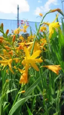 CROCOSMIA x crocosmiiflora 'George Davison'
