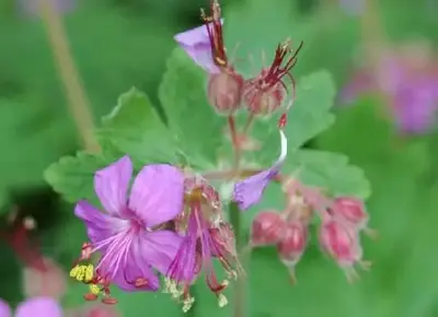 GERANIUM macrorrhizum 'Bevan's Variety'