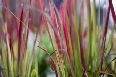 IMPERATA cylindrica 'Red Baron'