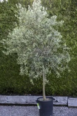 OLEA europaea Half Standard