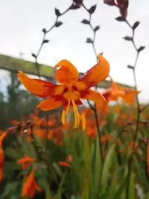 CROCOSMIA x crocosmiiflora 'Emily Mckenzie'