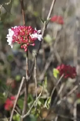 VIBURNUM x burkwoodii 'Mohawk'