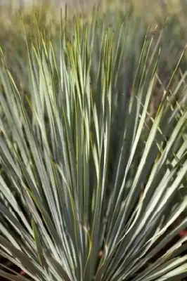 YUCCA rostrata - image 2