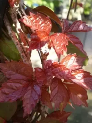 PARTHENOCISSUS tricuspidata 'Veitchii'