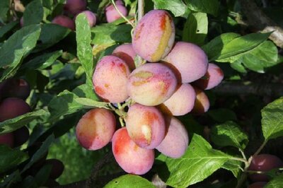 Prunus domestica 'Victoria' (PLUM)