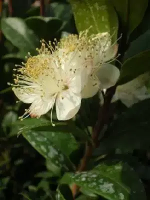 MYRTUS communis