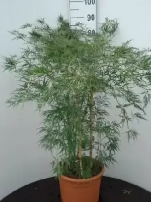 ACER palmatum dissectum - image 6