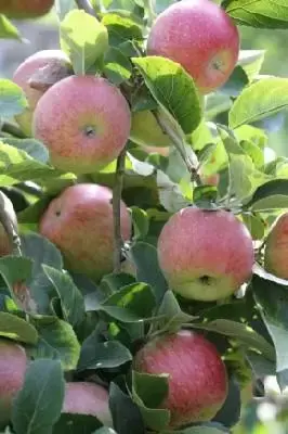 Malus domestica 'Lord Lambourne' (APPLE)