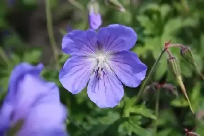 GERANIUM 'Johnson's Blue'