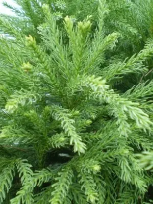 CRYPTOMERIA japonica 'Globosa Nana'