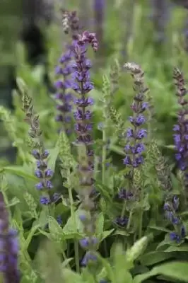 SALVIA nemorosa 'Ostfriesland'