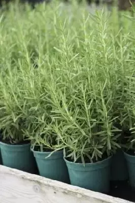 ROSMARINUS officinalis