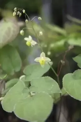 EPIMEDIUM x versicolor 'Sulphureum'