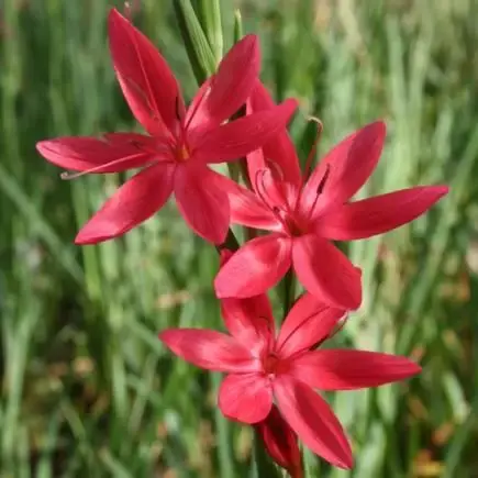 HESPERANTHA coccinea 'Major'