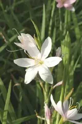 HESPERANTHA coccinea alba