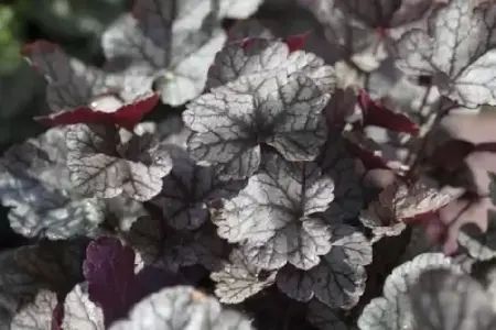 HEUCHERA 'Silver Scrolls'