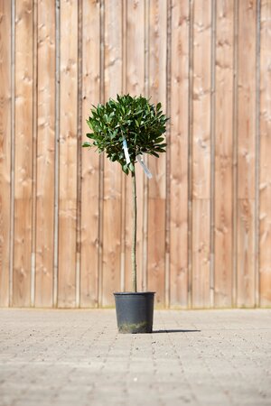 LAURUS nobilis 3/4 Standard