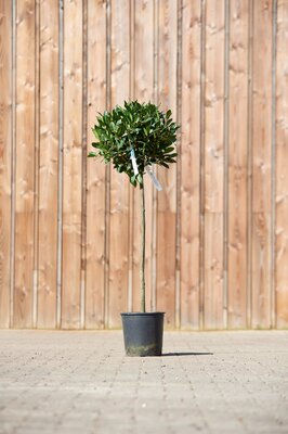 LAURUS nobilis 3/4 Standard