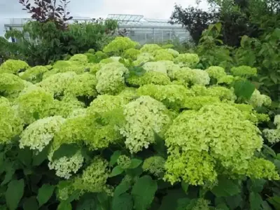 HYDRANGEA arborescens 'Annabelle' - image 4