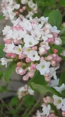 VIBURNUM x burkwoodii 'Anne Russell'