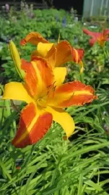 HEMEROCALLIS 'Frans Hals'