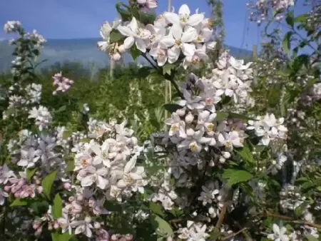 DEUTZIA hybrida 'Mont Rose'