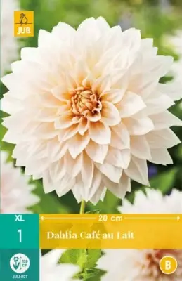 DAHLIA 'Cafe au Lait'