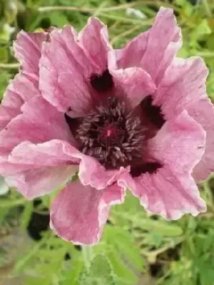 PAPAVER orientale 'Patty's Plum'