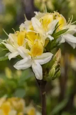 AZALEA 'Northern Hi-Lights' - image 2