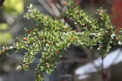 COTONEASTER horizontalis