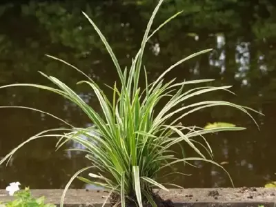 CAREX morrowii 'Ice Dance'