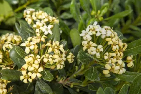 PITTOSPORUM tobira - image 1