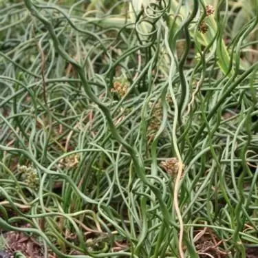 JUNCUS effusus spiralis