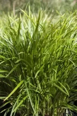 CAREX morrowii 'Irish Green'