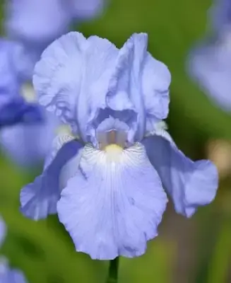 IRIS 'Jane Phillips'