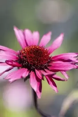 ECHINACEA purpurea 'Fatal Attraction' - image 2