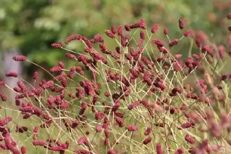 SANGUISORBA officinalis 'Red Thunder'