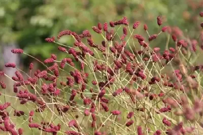 SANGUISORBA officinalis 'Red Thunder'
