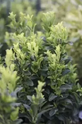 EUONYMUS japonicus 'Microphyllus'