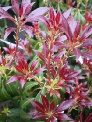 PIERIS japonica 'Katsura'