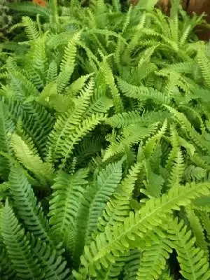 BLECHNUM spicant