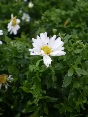 Symphyotrichum novi-belgii 'Schneekissen' - image 1