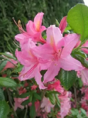 AZALEA 'Jolie Madame' - image 1