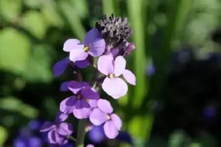 ERYSIMUM 'Bowles Mauve'