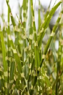 MISCANTHUS sinensis 'Strictus' - image 1